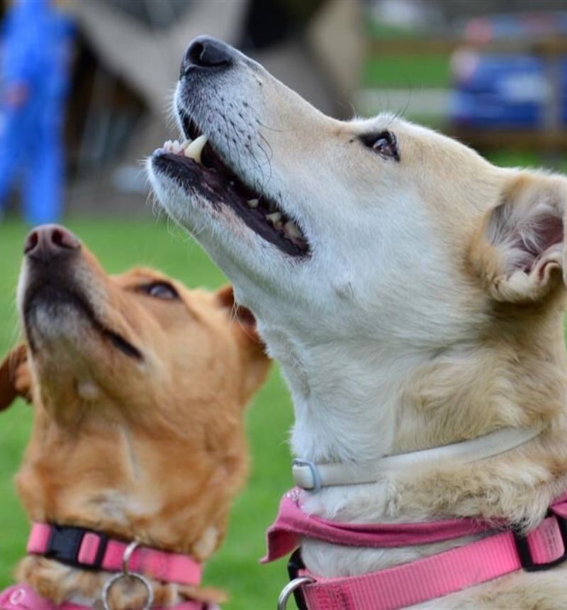 dog trainer napoli sport per cani (3).jpg