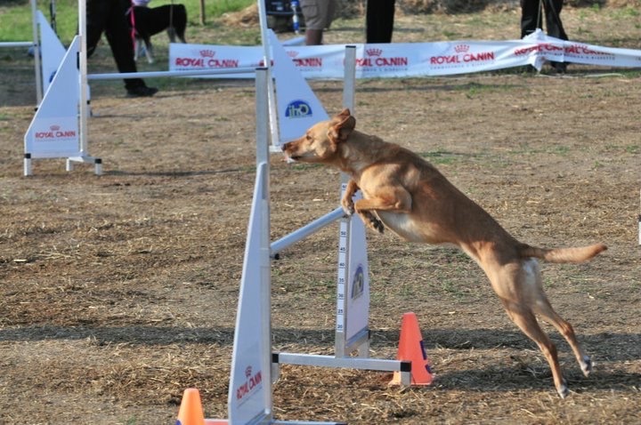 Agility 01.JPG